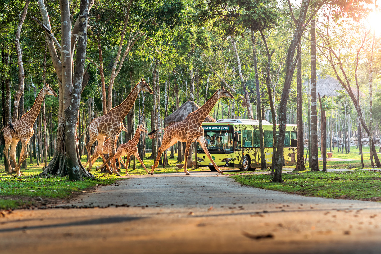 Vinpearl Safari паркіндегі керіктер